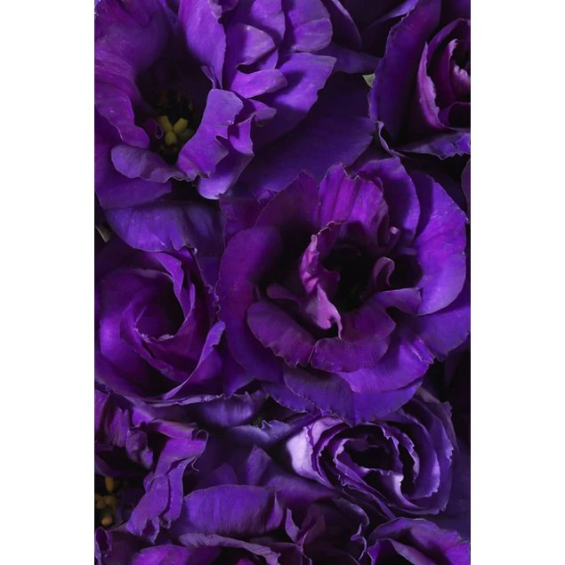 Plantines de Lisianthus