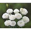 Plantines de Lisianthus