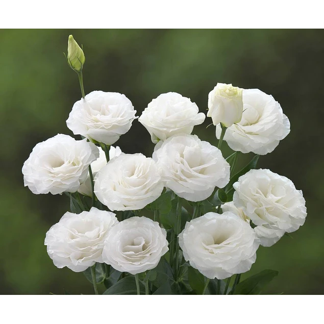 Plantines de Lisianthus