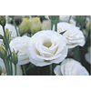 Plantines de Lisianthus