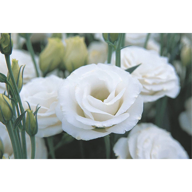 Plantines de Lisianthus