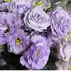 Plantines de Lisianthus