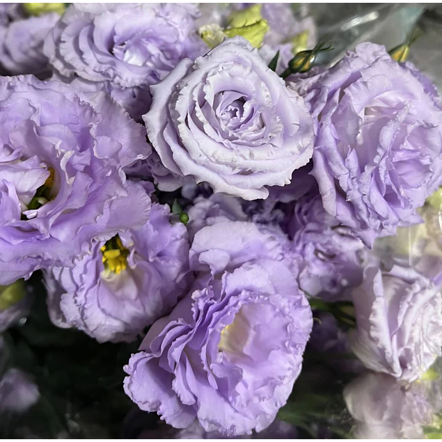 Plantines de Lisianthus