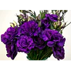 Plantines de Lisianthus