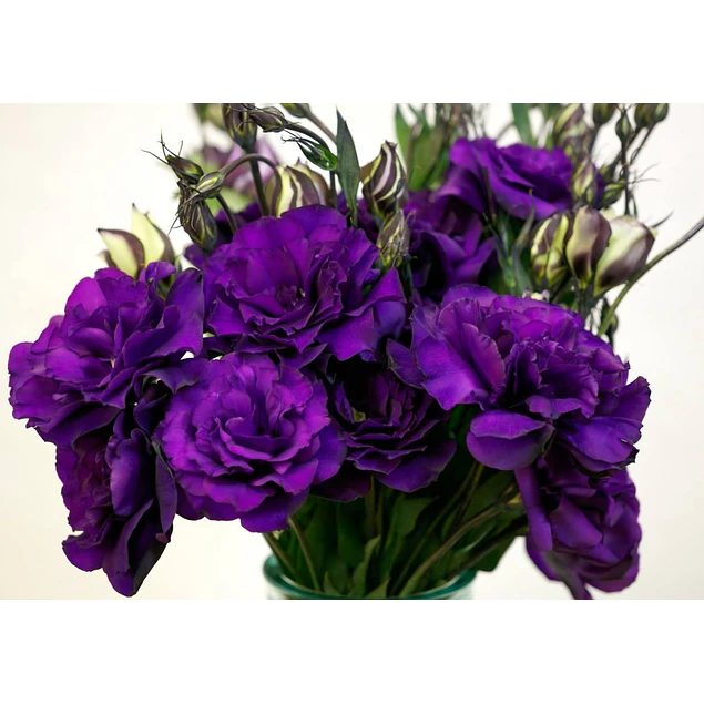 Plantines de Lisianthus