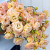 Plantines de Lisianthus