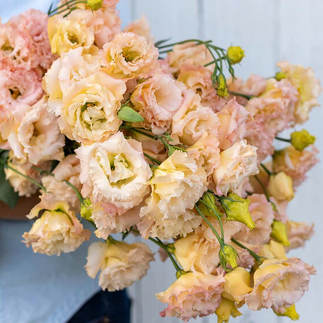 Plantines de Lisianthus