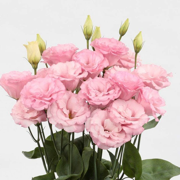 Plantines de Lisianthus