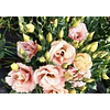 Plantines de Lisianthus