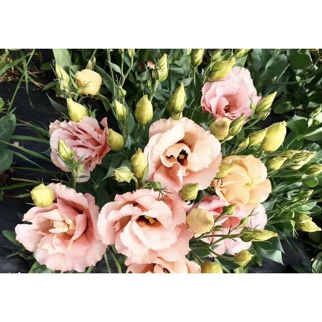 Plantines de Lisianthus