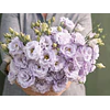 Plantines de Lisianthus