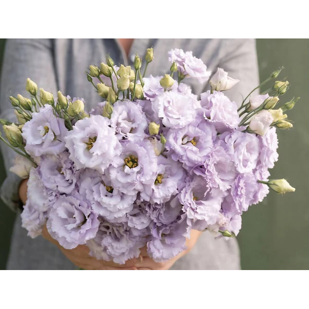 Plantines de Lisianthus