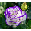 Plantines de Lisianthus