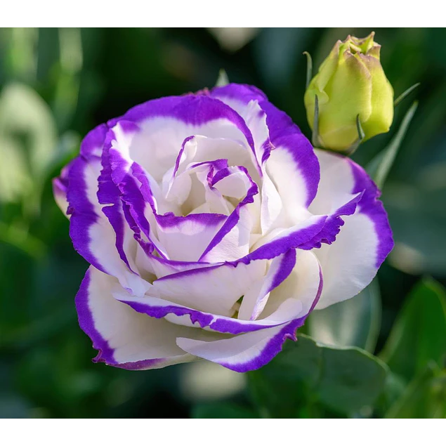 Plantines de Lisianthus