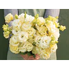 Plantines de Lisianthus