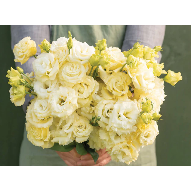 Plantines de Lisianthus