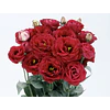 Plantines de Lisianthus