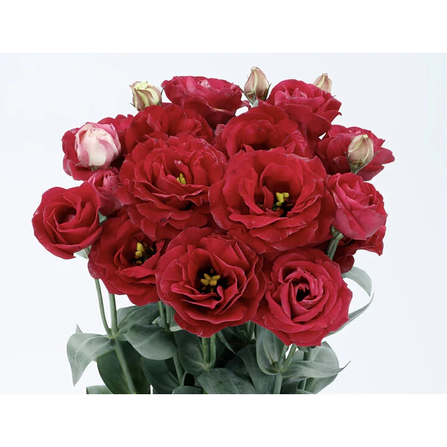 Plantines de Lisianthus