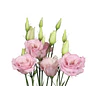 Plantines de Lisianthus