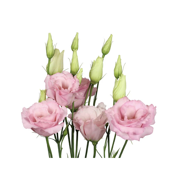 Plantines de Lisianthus