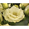 Plantines de Lisianthus