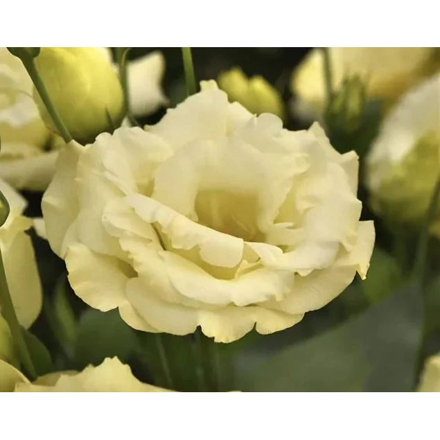 Plantines de Lisianthus