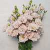 Plantines de Lisianthus