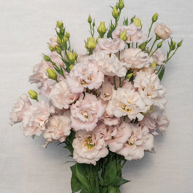Plantines de Lisianthus