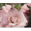Plantines de Lisianthus