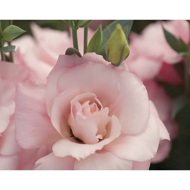 Plantines de Lisianthus