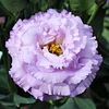 Plantines de Lisianthus