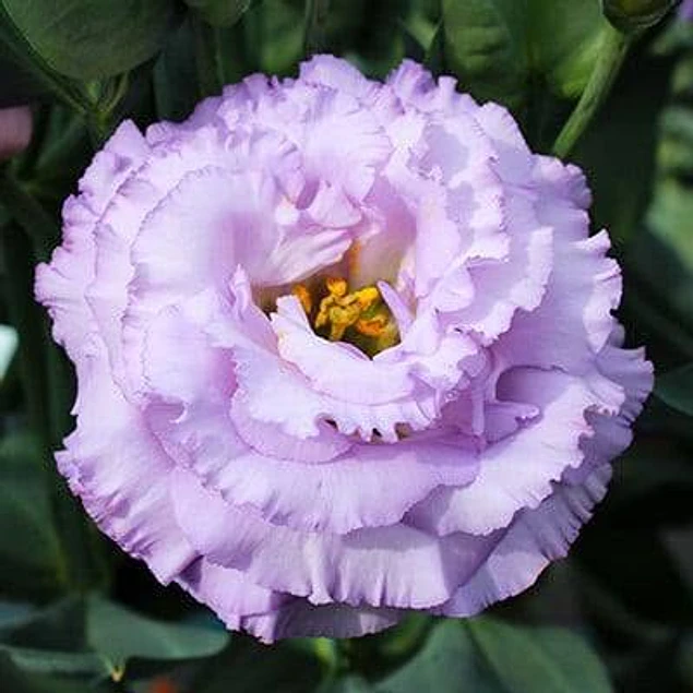 Plantines de Lisianthus