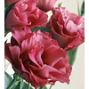 Plantines de Lisianthus