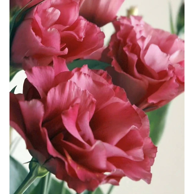 Plantines de Lisianthus