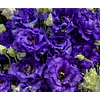 Plantines de Lisianthus