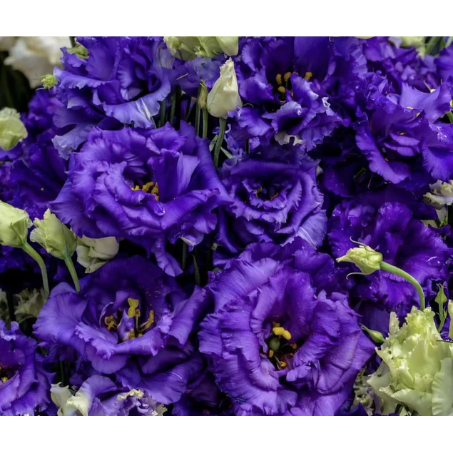 Plantines de Lisianthus
