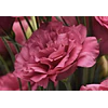 Plantines de Lisianthus