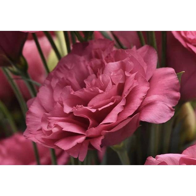 Plantines de Lisianthus