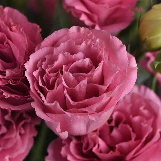 Plantines de Lisianthus