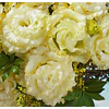 Plantines de Lisianthus