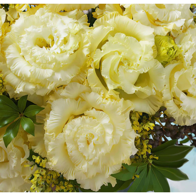 Plantines de Lisianthus