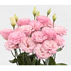 Plantines de Lisianthus