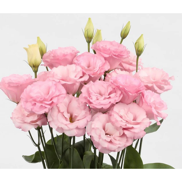 Plantines de Lisianthus