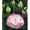 Plantines de Lisianthus