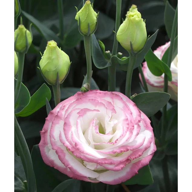 Plantines de Lisianthus