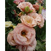 Plantines de Lisianthus