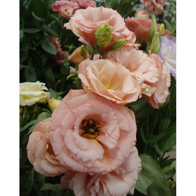 Plantines de Lisianthus