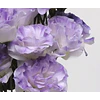 Plantines de Lisianthus