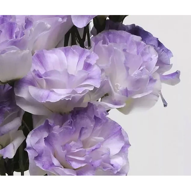 Plantines de Lisianthus