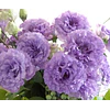 Plantines de Lisianthus